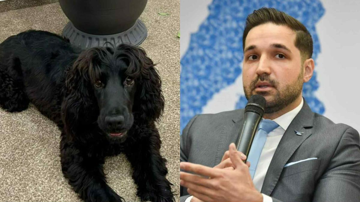 katya tudor tim ionescu