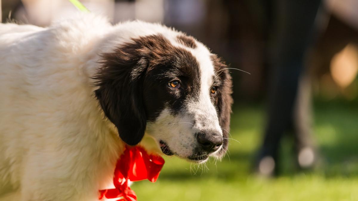 Asociatia Haita - Gala Ciobanestilor Romanesti (19)