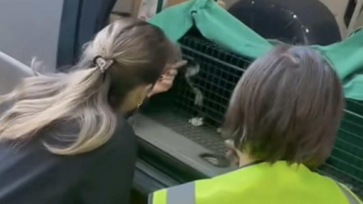 oreo motan pisoi mirela stanciu explozie rahova bucuresti