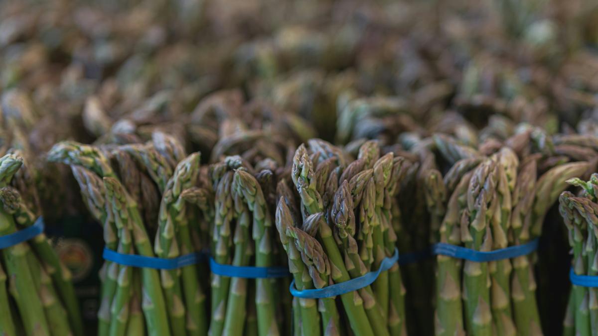 romani sparanghel florin barbu