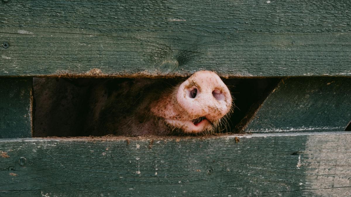 porc mistret pexels-cottonbro-5561000