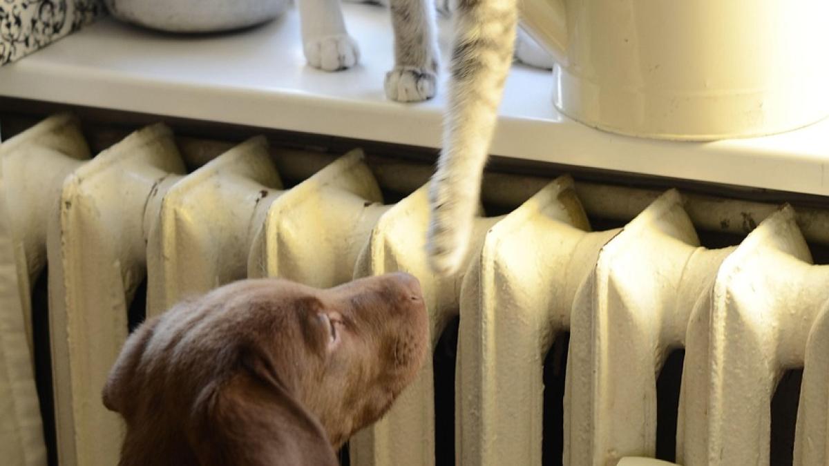 caini si pisici dc anima