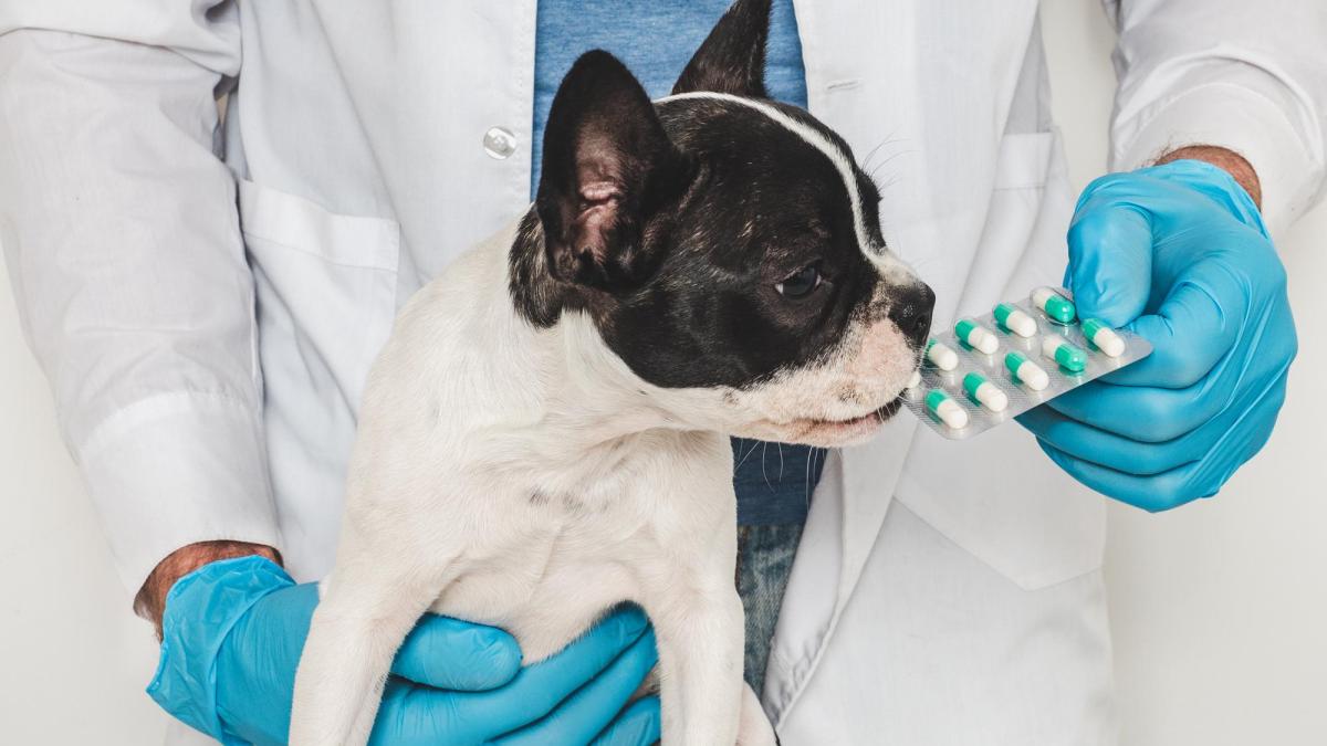 deparazitare-caini-iarna