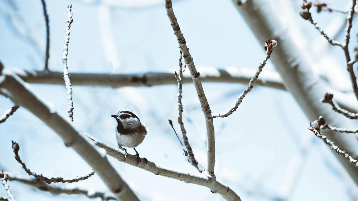 Vremea noiembrie  - decembrie 2025 estimare meteo anm