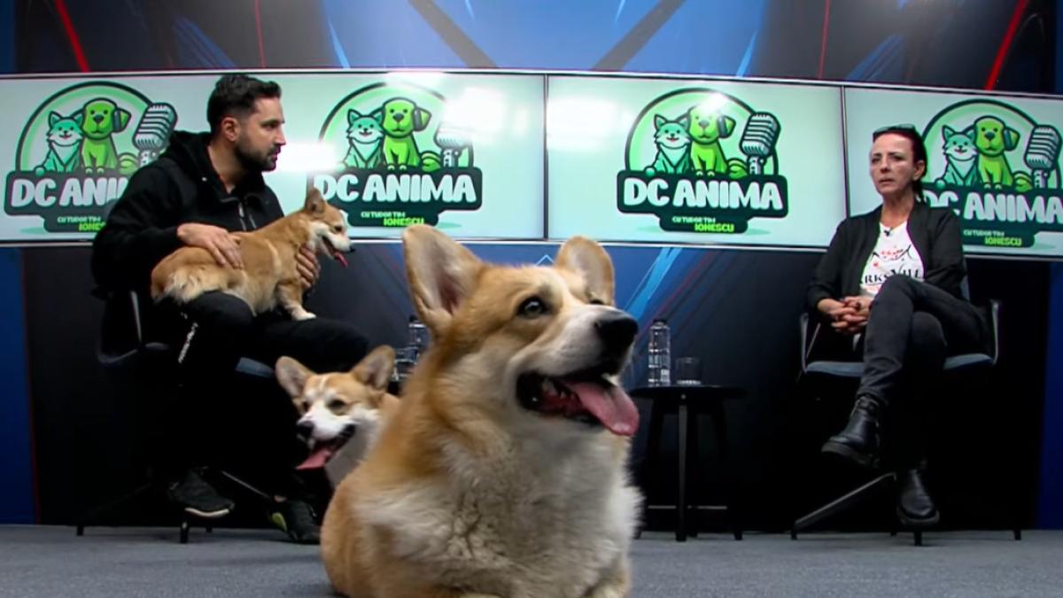 Corgii au luat cu asalt platoul emisiunii DC Anima! Momente adorabile surprinse de camerele de filmat - Video