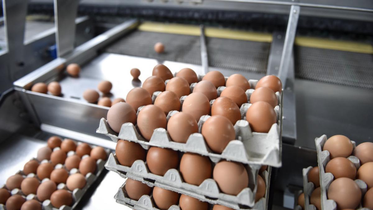 oua criza rafturi magazine fabrici