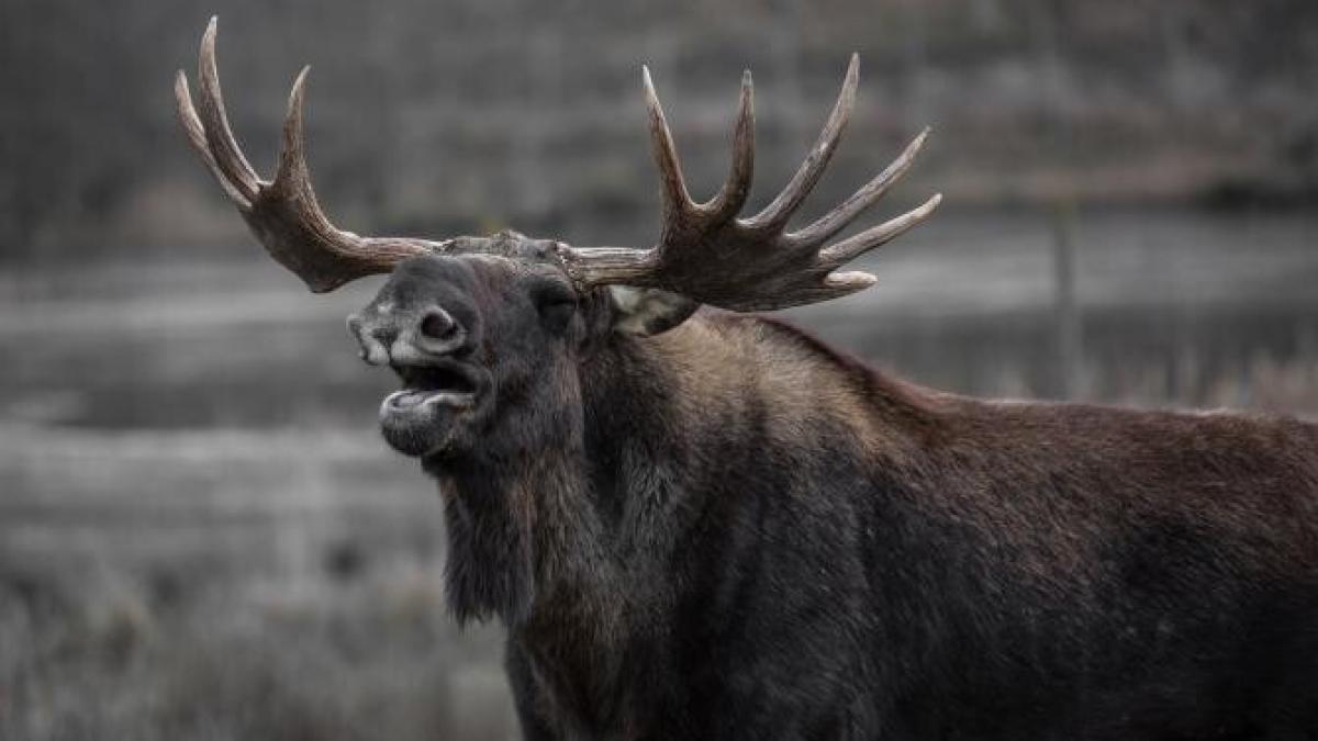 elan-furios_13917800