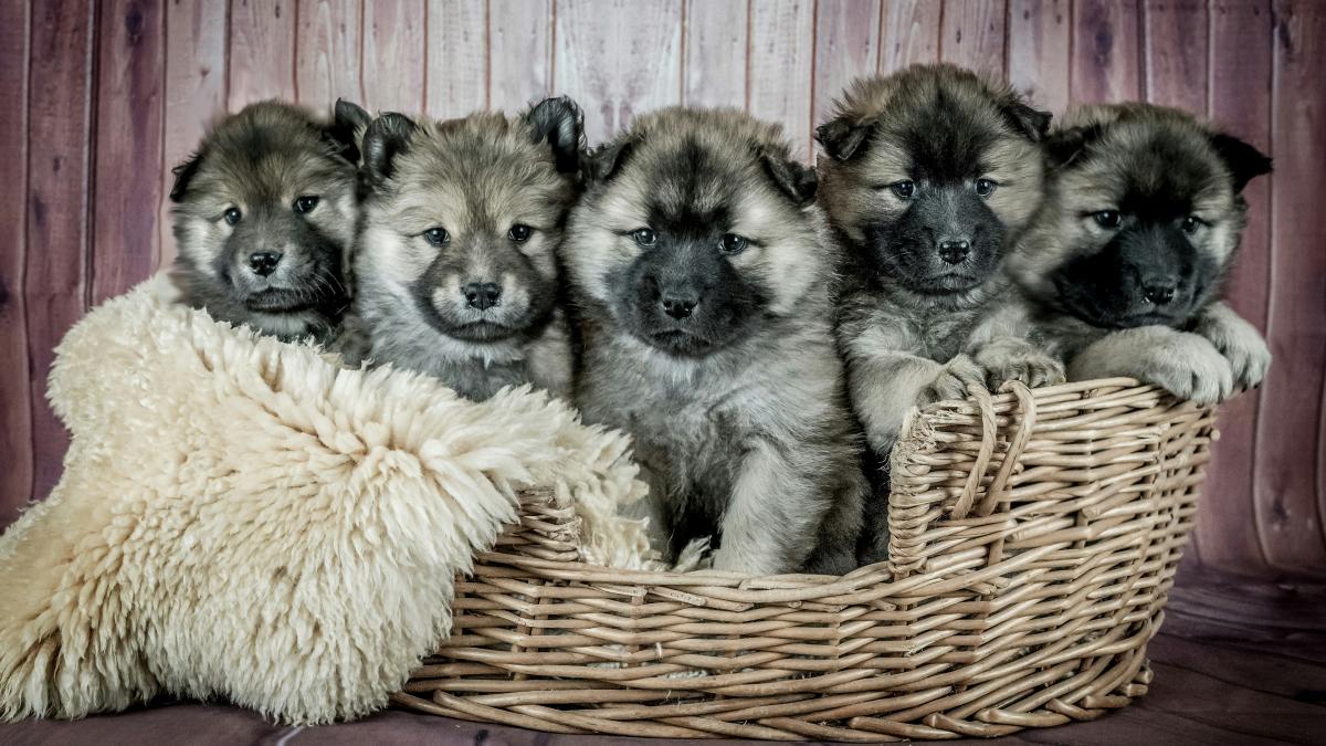 Inteligența artificială în anunțurile de vânzare animale