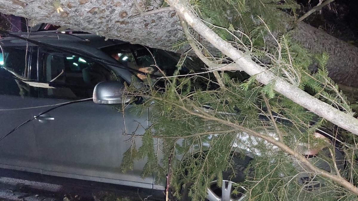 copac cazut masina sinaia
