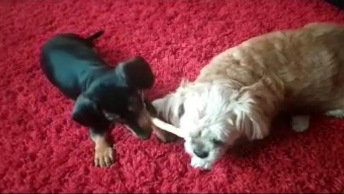 an nou fericit grupa de sange trecuta in carnetul de vaccinare