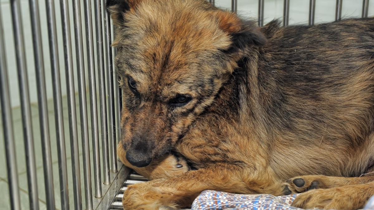 caine inchis adapost