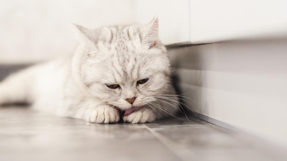 pisica-portrait-beautiful_28083800