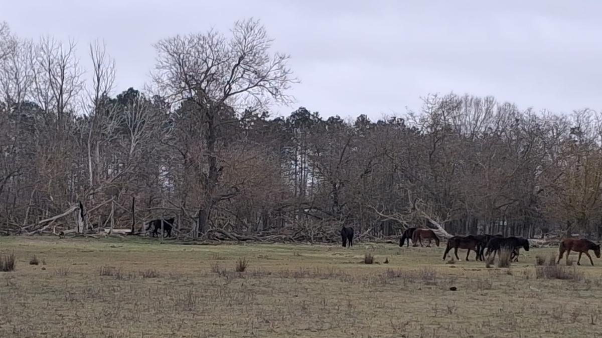 arbdd - caii de la letea