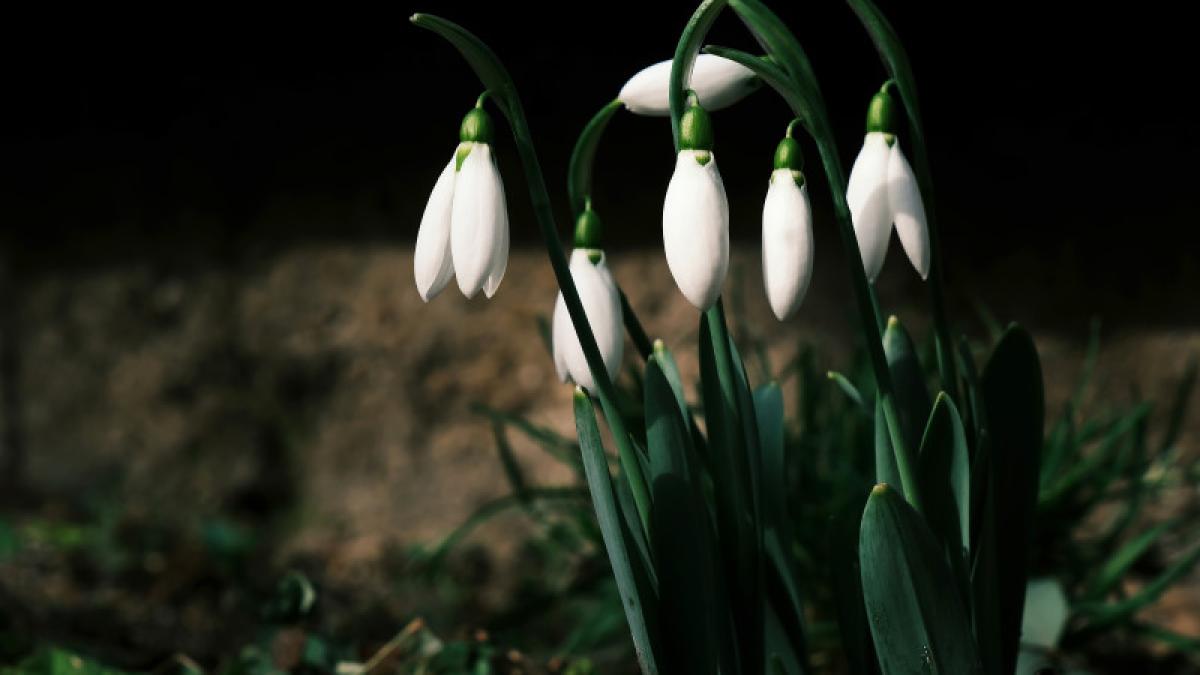 ghiocei primavara martisor