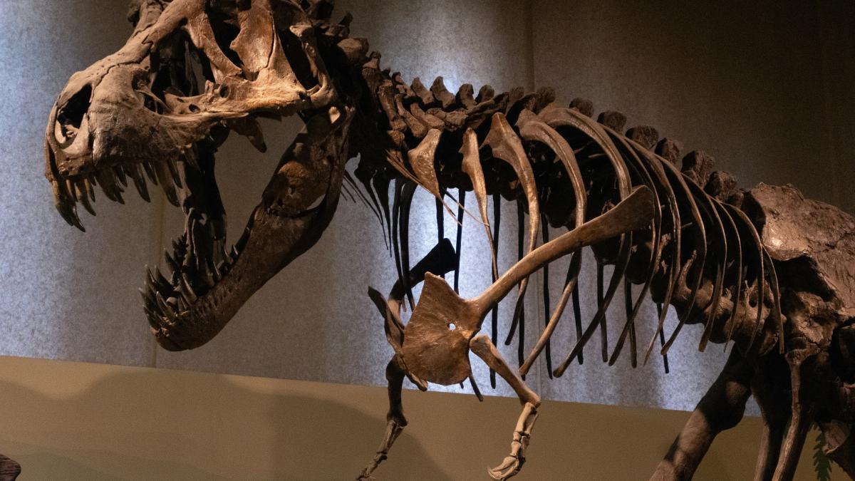 fosila t rex