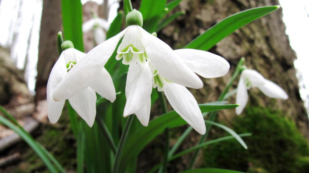 ghiocei primavara martisor