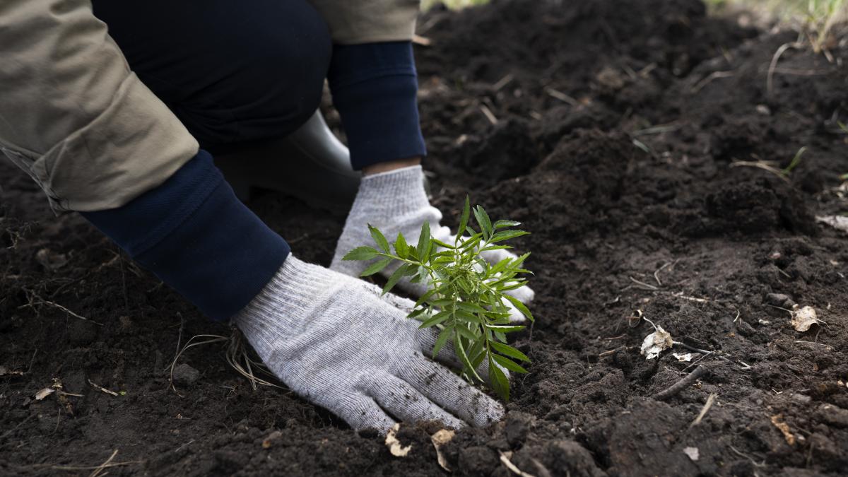 Sectorul 3 plantează peste 10.000 de copaci anual de mai bine de 13 ani. O strategie constantă pentru un oraș mai verde - Freepik