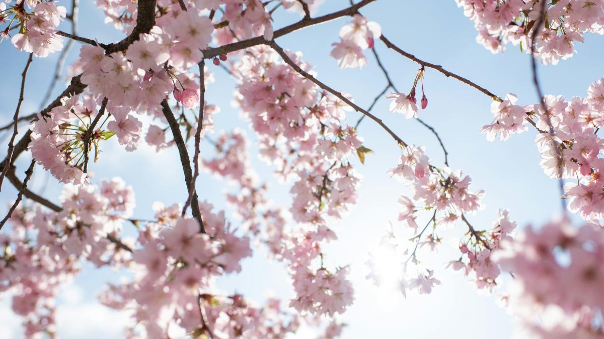 ramuri de pom inflorite