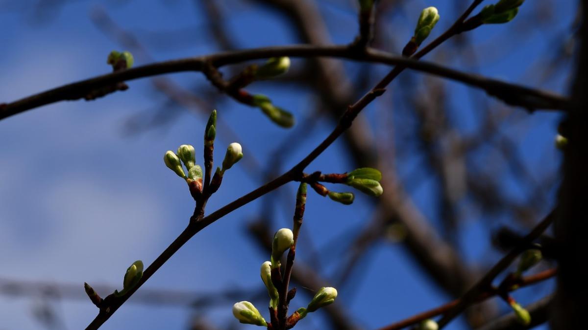 primavara flori verde 