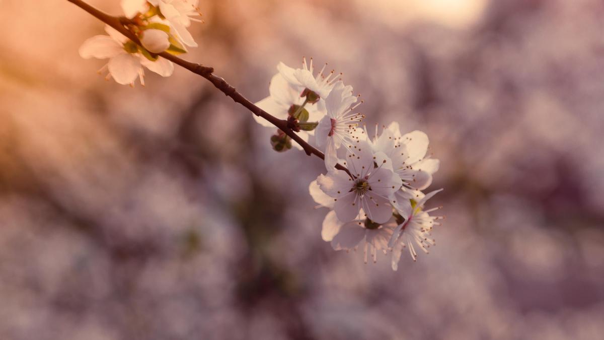 imagine cu un copac inflorit, primavara