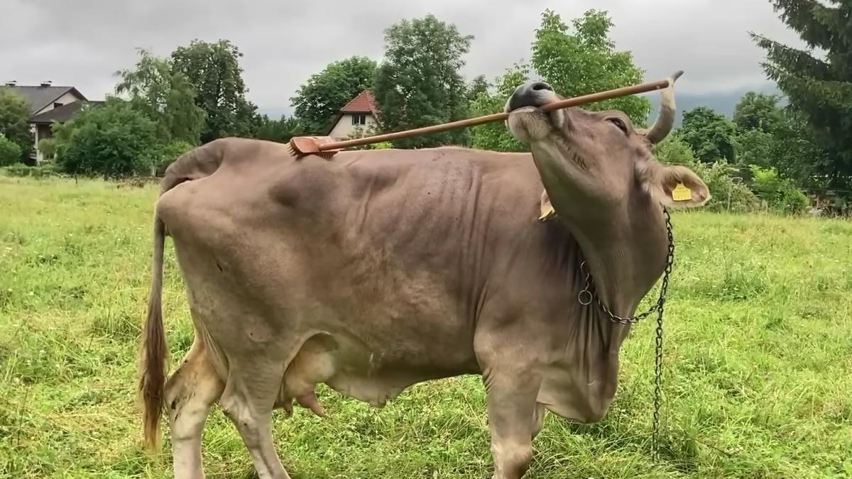 Premieră științifică: Veronika este prima văcuță din lume care folosește unelte pentru a-și atinge un scop precis