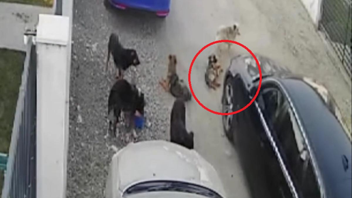 caine calcat de masina intentionat