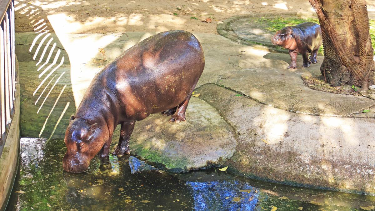 hipopotam gradina zoologica