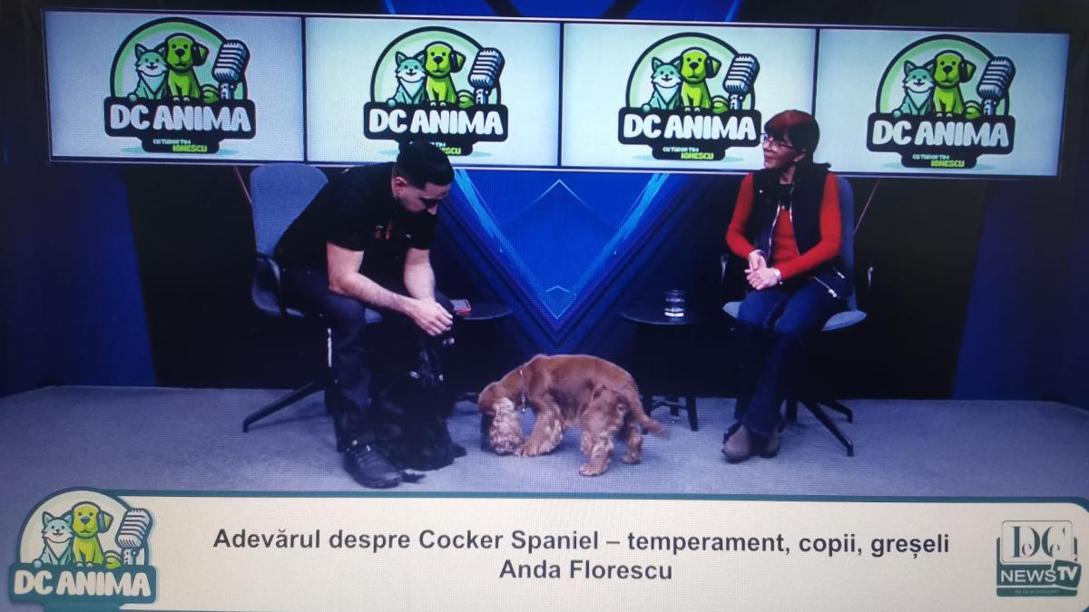 imagine din timpul emisiunii DC Anima despre English Cocker Spaniel