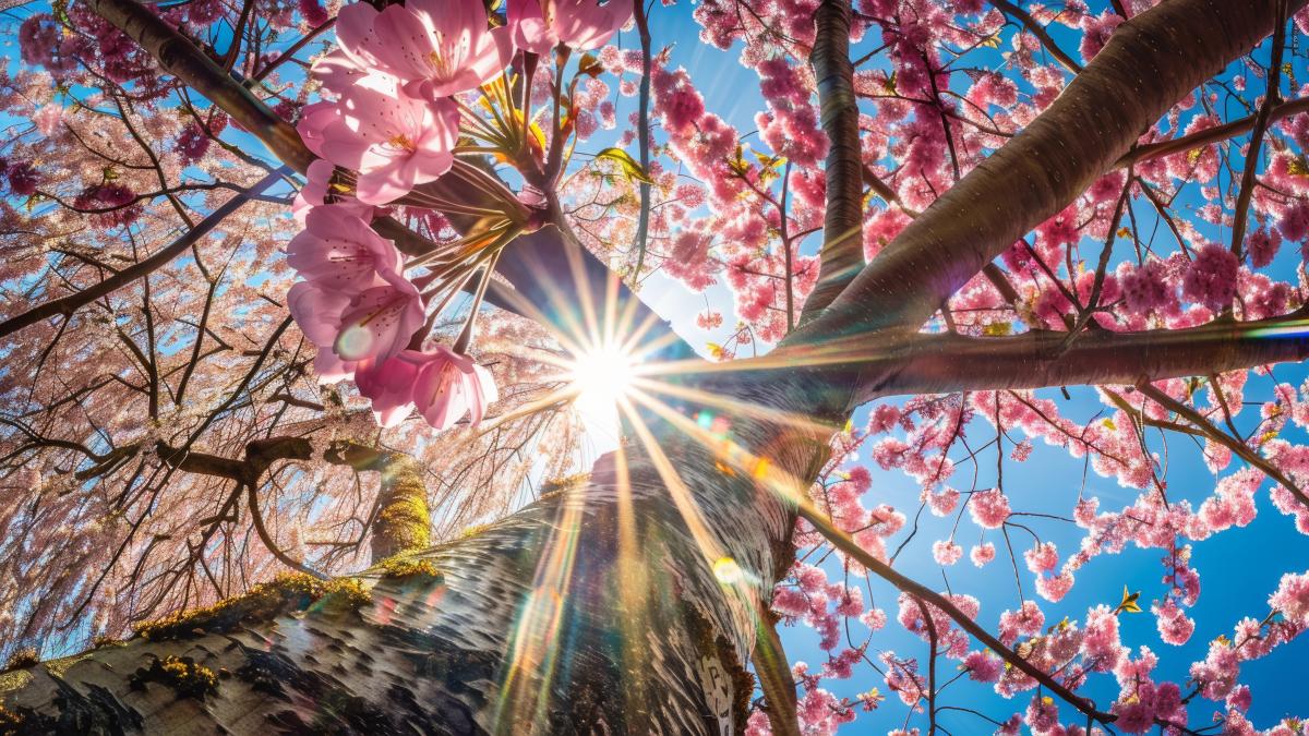 crengi cires raze soare