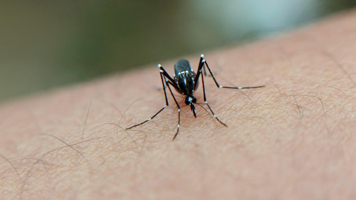 pexels-igud-supian-2003800907-29033744