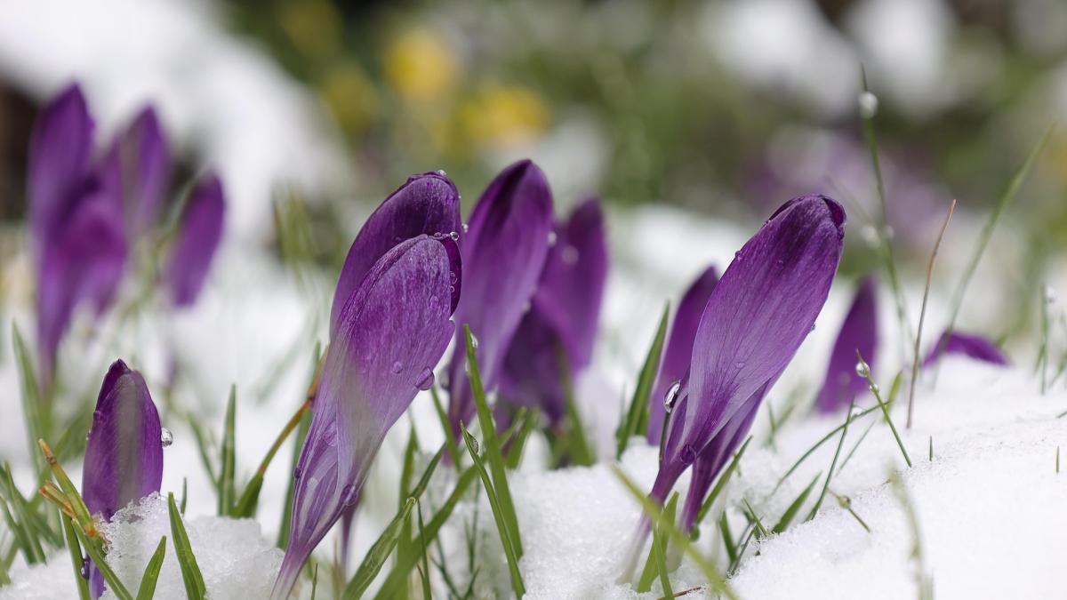 imagine cu flori in zapada