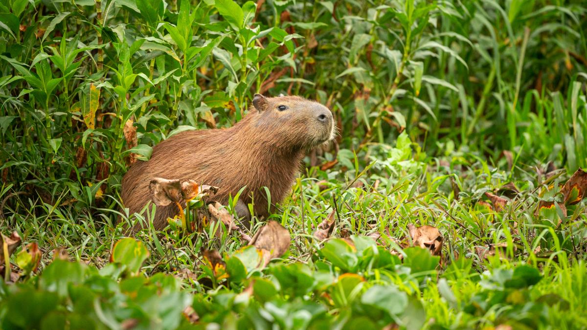 capibara in natura