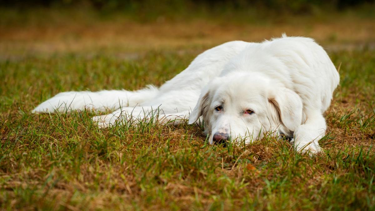 câine / Fotografie de la Gundula Vogel: https://www.pexels.com/ro-ro/fotografie/hund-entspannt-28381576/