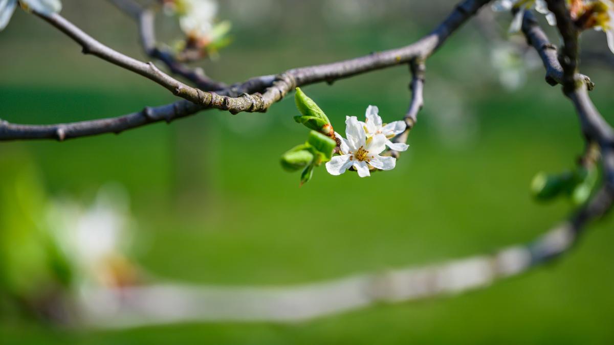 primavara vreme meteo