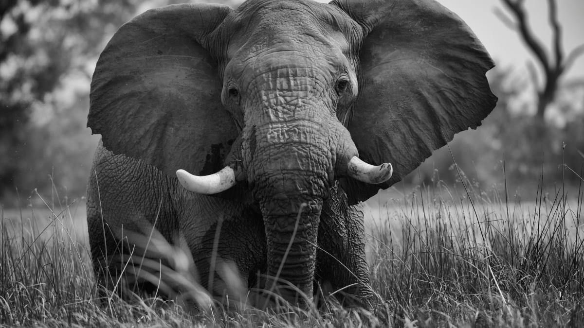 O femeie este acuzată că a ucis un elefant, după ce l-a vopsit roz pentru o ședință foto