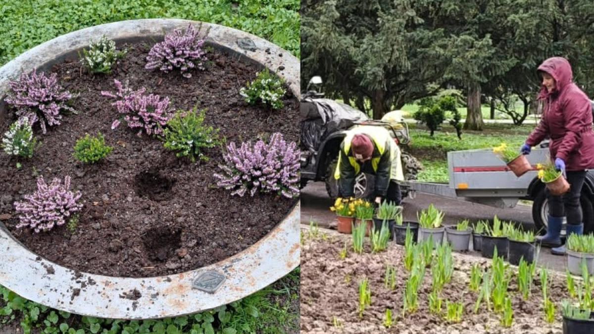 flori parcul cismigiu