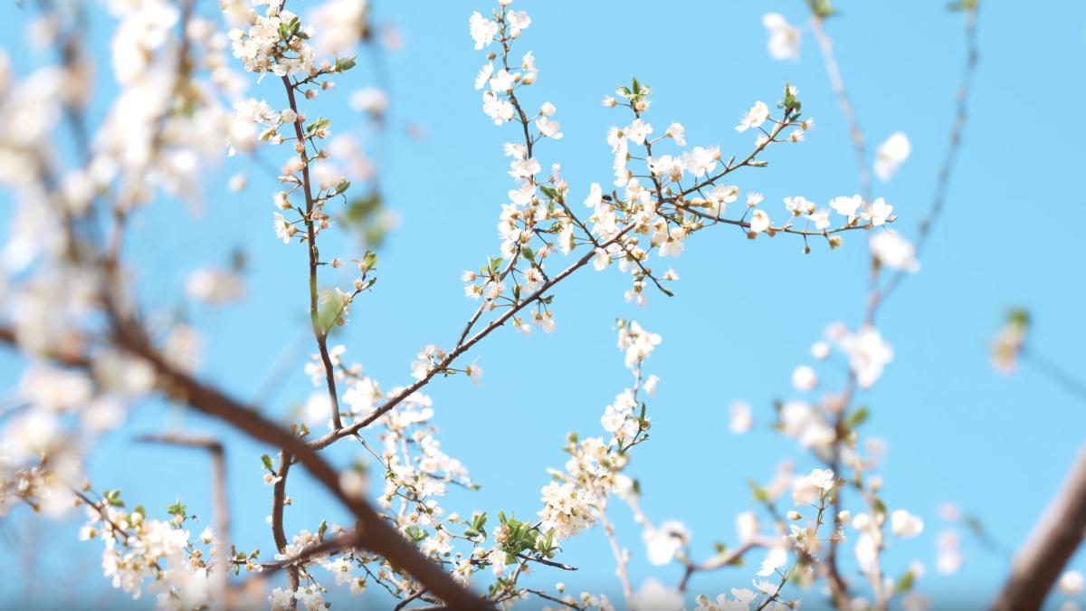 vremea de florii 2026 pexels