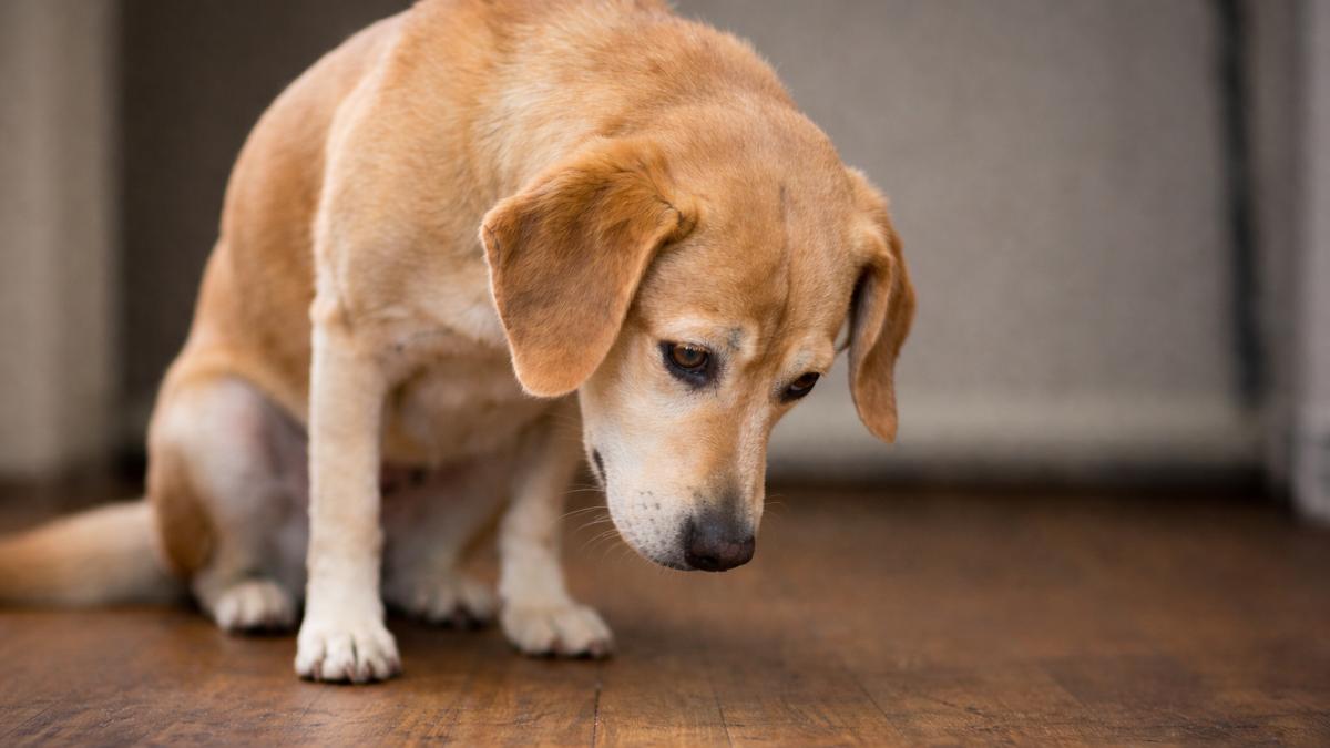 5 semne că prietenul tău blănos își cere scuze după ce a greșit - Imagine realizata cu AI