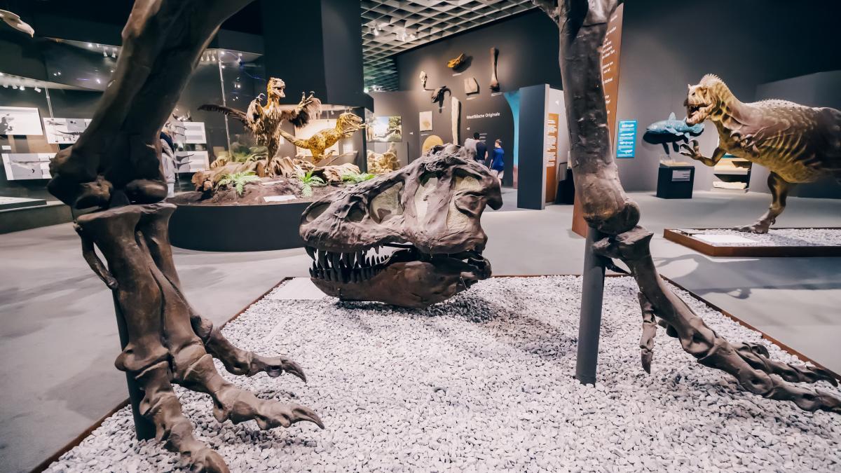 imagini cu fosile de dinozauri in muzeu