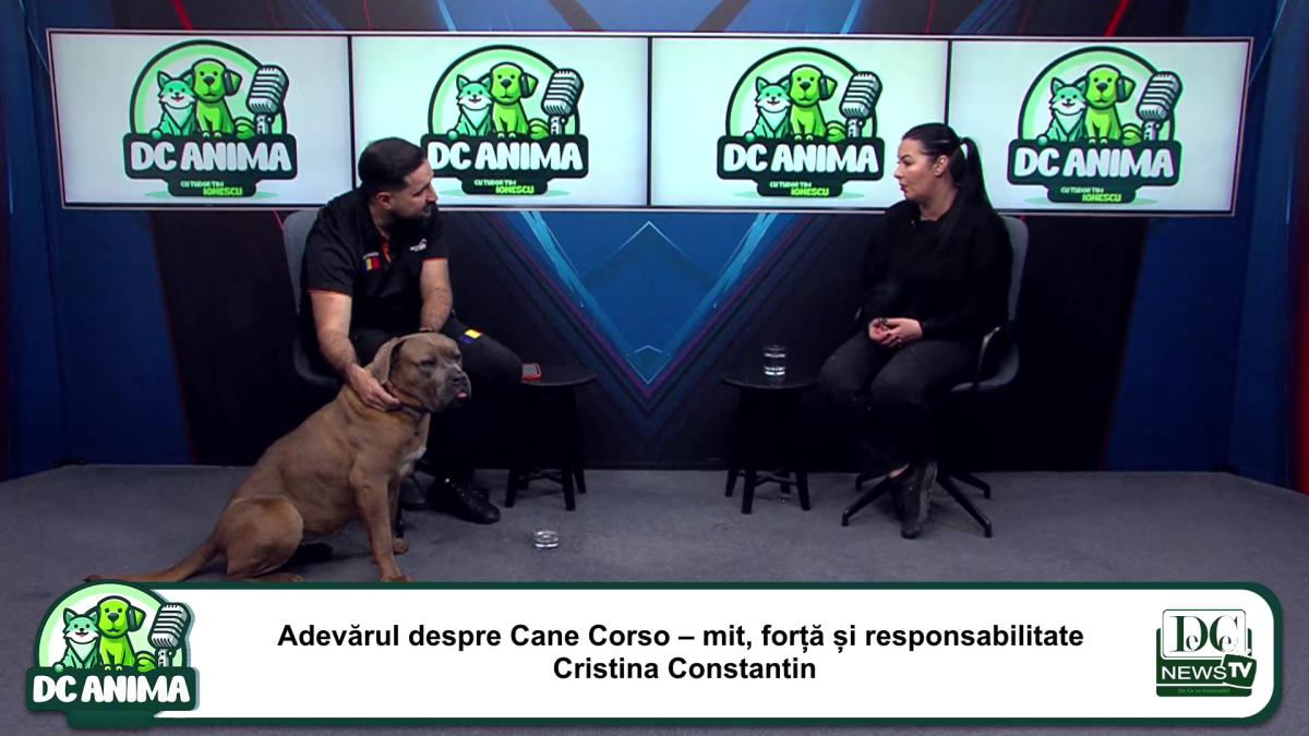 Cane Corso, o rasă impunătoare, dar echilibrată: forță, calm și loialitate în prim-plan la DC Anima