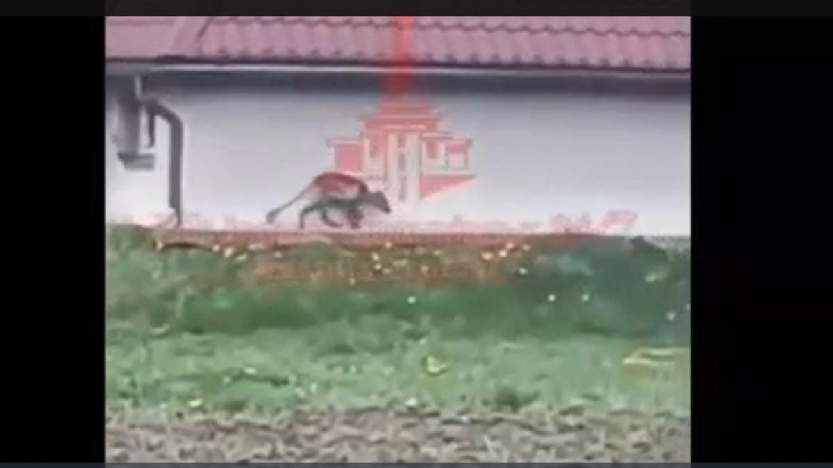 „Chupacabra s-a întors” în Ucraina, aproape