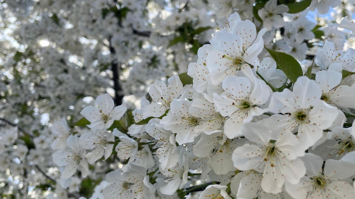 copac inflorit vreme anm temperaturi