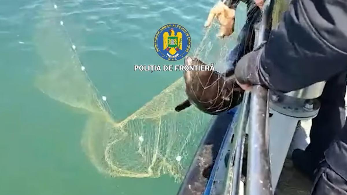 politia de frontiera delfini sturioni capturati