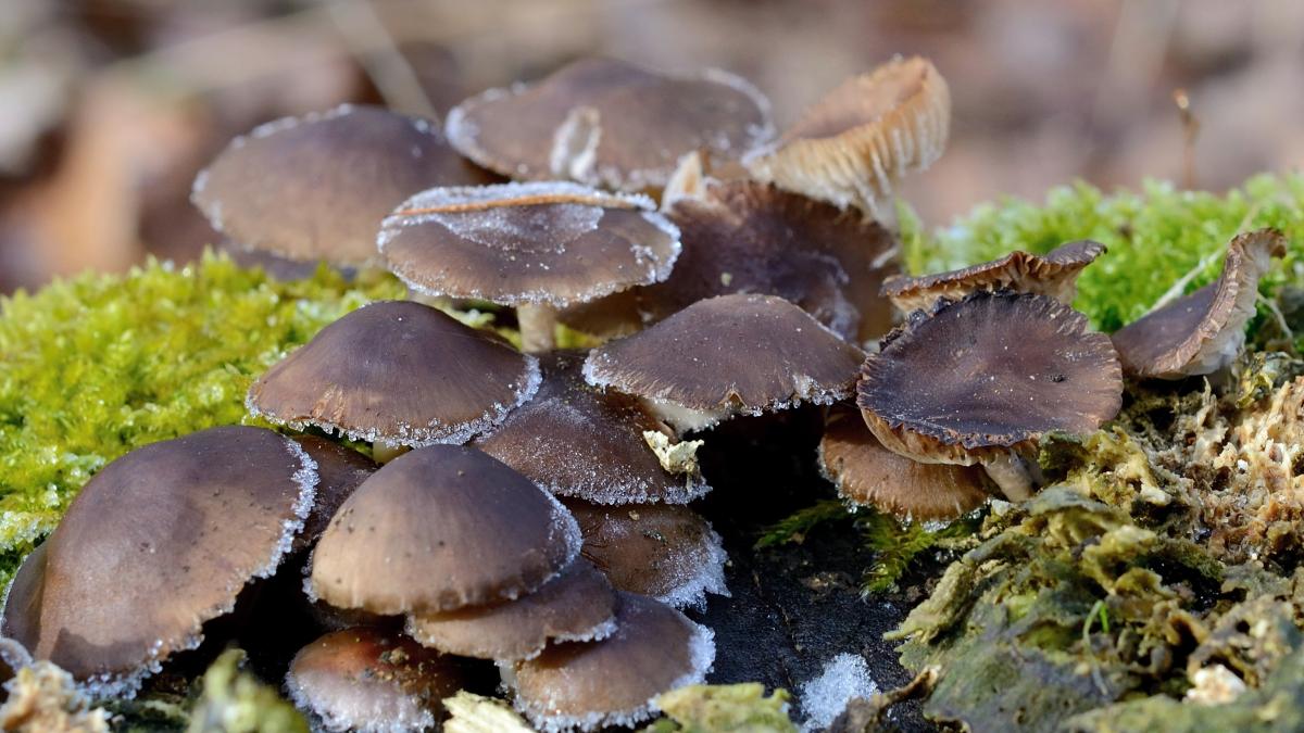 Ciuperci negre care se hrănesc cu radiații descoperite la Cernobîl. Ce au observat oamenii de știință