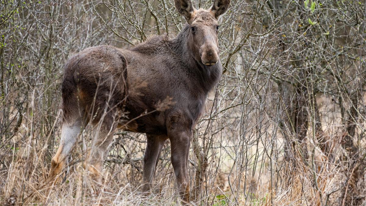 elan-vânători-neamt