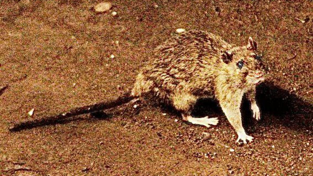 imagine cu un sobolan, hantavirus