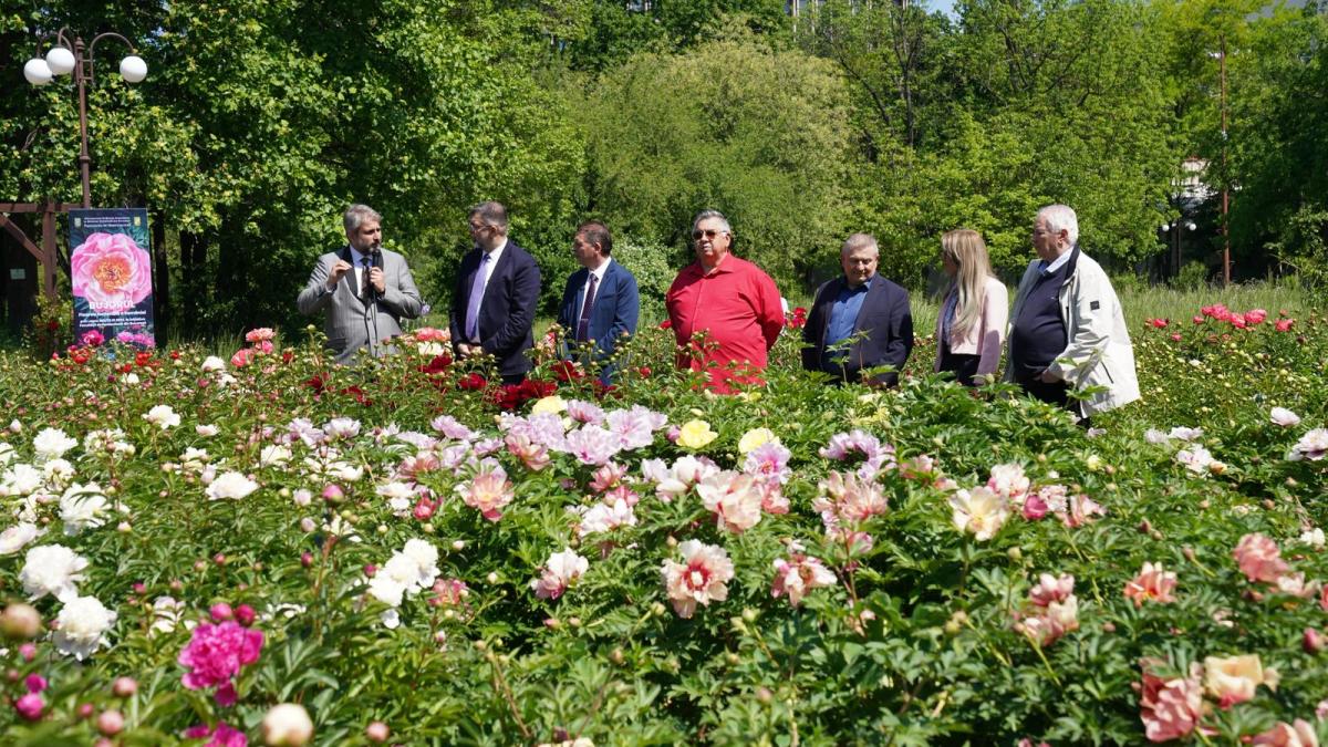 Bujorul Madrigal, primul soi creat în România „Căutăm să potrivim genele celei mai frumoase flori”  FOTO (1)