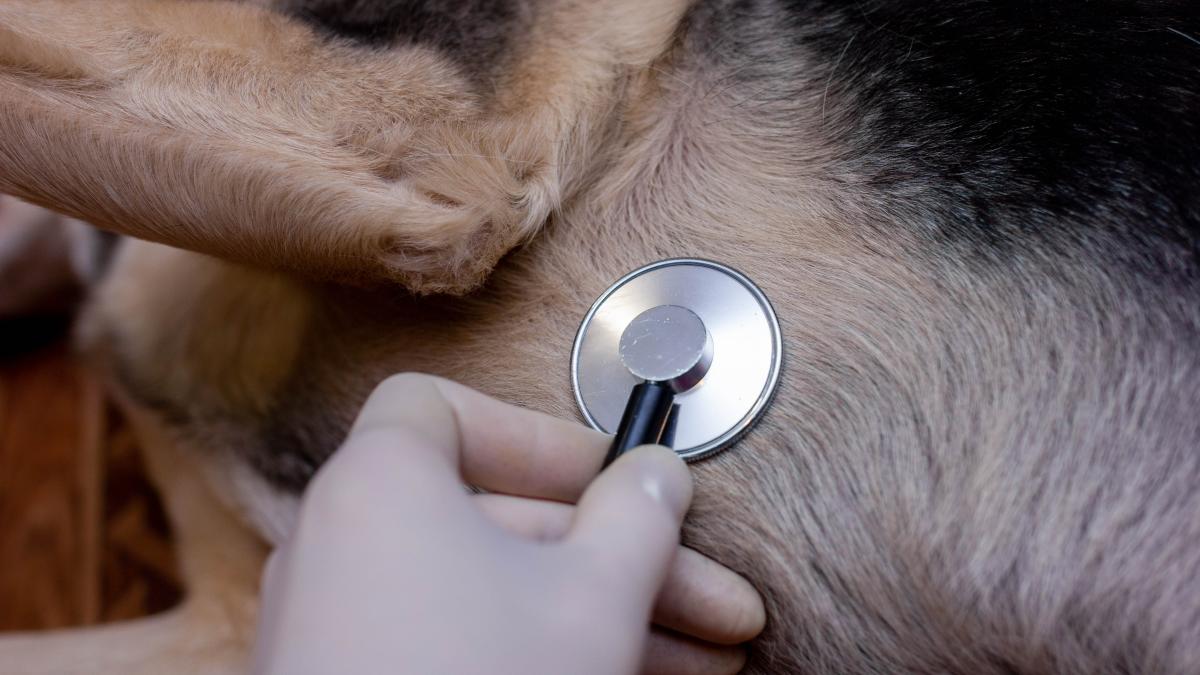 Practică și digitalizare la Facultatea de Medicină Veterinară „Skills Lab” și cursuri europene. Conf. univ. dr. Iuliana Ionașcu „Piesa de rezistență este asta!”  VIDEO