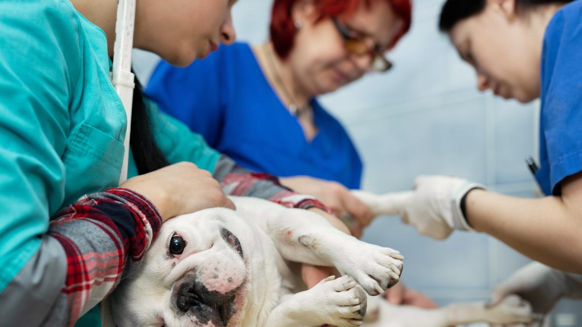 Cum funcționează Urgențele la Spitalul Veterinar Universitar din București Dr. Ruxandra Costea „Avem un cod!”  VIDEO