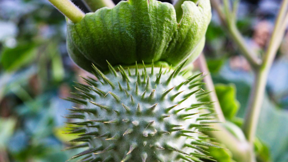 datura